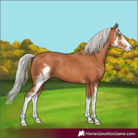 Horse Color:Silver Bay Sabino