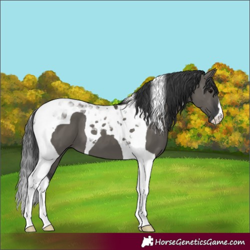 Horse Color:Grullo Tobiano 