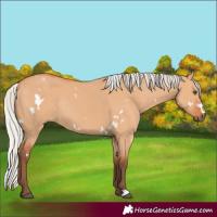 Horse Color:White Spotted Silver Bay Dun Rabicano 