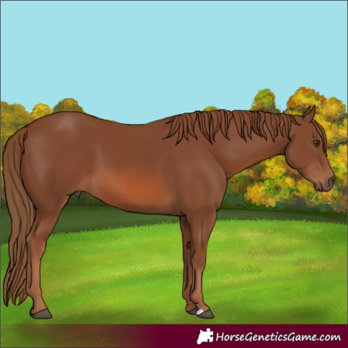 Horse Color:Chestnut 