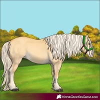 Horse Color:Palomino Dun Splash 