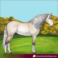 Horse Color:Gray Silver Buckskin Dun Splash 