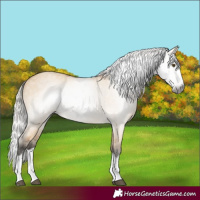 Horse Color:Gray Silver Buckskin Dun Splash