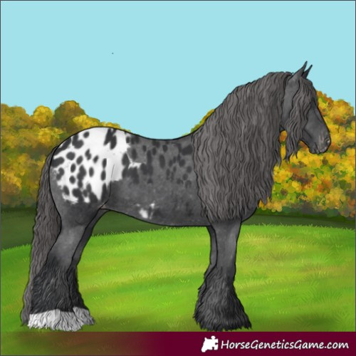 Horse Color:Black Blanket 