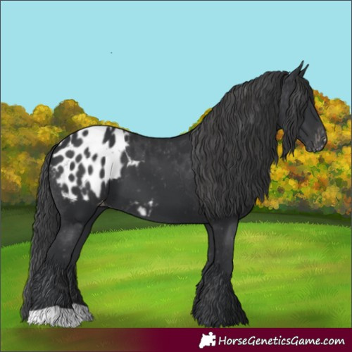 Horse Color:Black Appaloosa 
