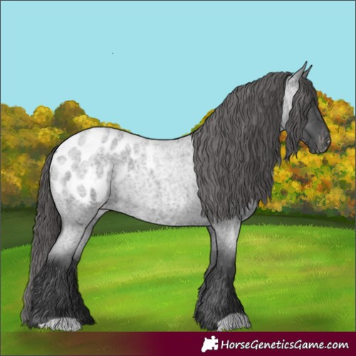 Horse Color:Blue Roan Appaloosa 
