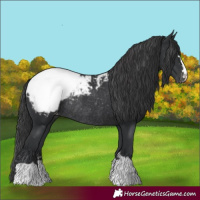 Horse Color:Black Snowcap Rabicano 