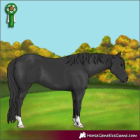Horse Color:Unknown 