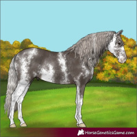 Horse Color:Silver Black Sabino Rabicano 