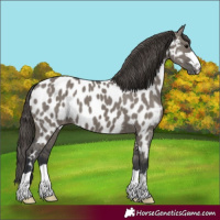 Horse Color:Grullo Near Leopard 