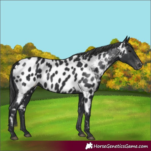 Horse Color:Black Near Leopard 
