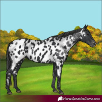 Horse Color:Black Near Leopard 
