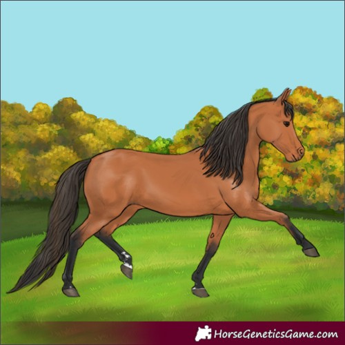 Horse Color:Bay 