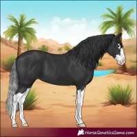 Horse Color:Black Splash Varnish