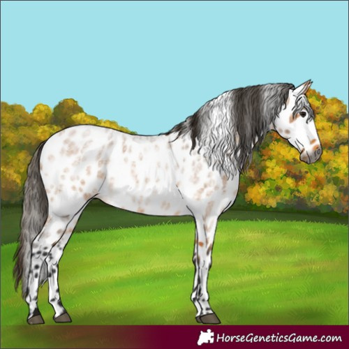 Horse Color:Gray Buckskin Roan Appaloosa Rabicano 