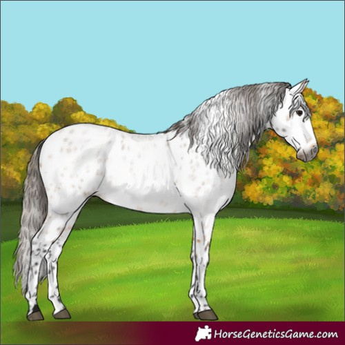 Horse Color:Gray Buckskin Roan Appaloosa Rabicano 