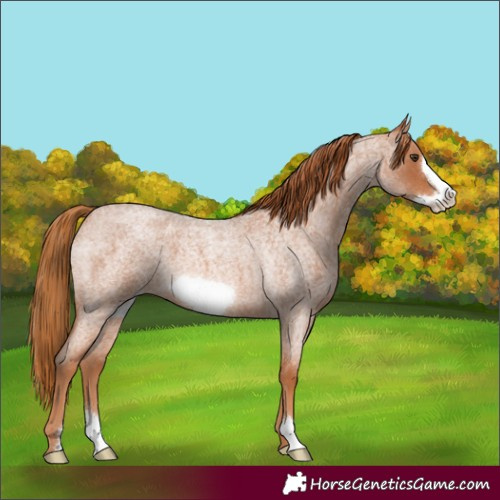 Horse Color:Red Roan Frame 