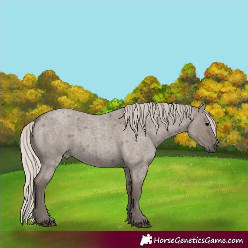 Horse Color:Silver Grullo Roan 
