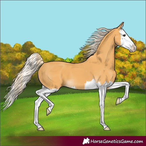 Horse Color:Palomino Splash 