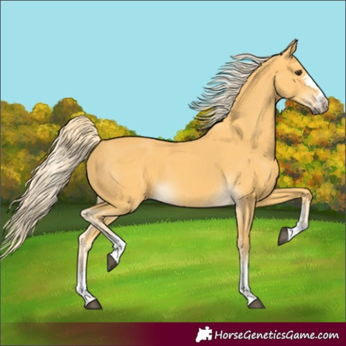 Horse Color:Palomino 