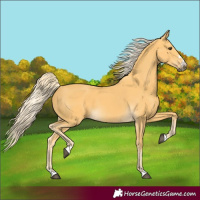 Horse Color:Palomino