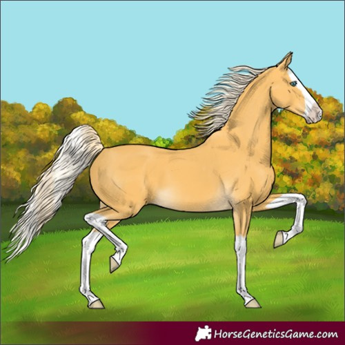 Horse Color:Palomino Splash 