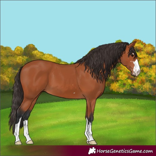 Horse Color:Bay 