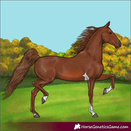 Horse Color:Chestnut Tobiano 