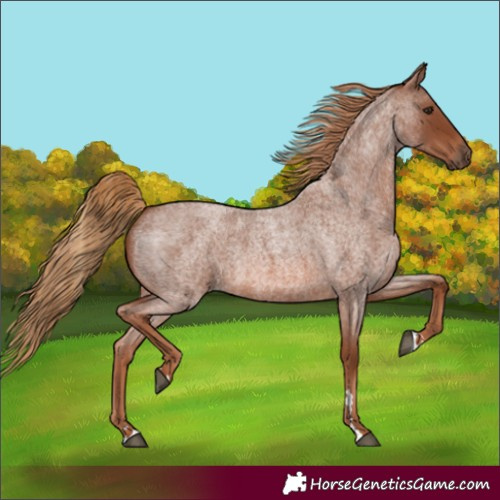 Horse Color:Red Roan 