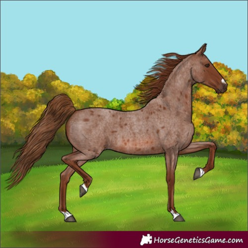 Horse Color:Red Roan 