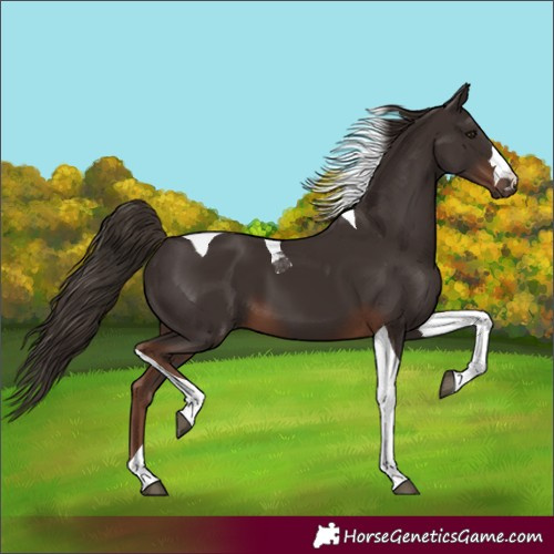 Horse Color:Liver Chestnut Tobiano 