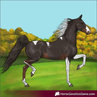 Horse Color:Liver Chestnut Tobiano 