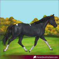 Horse Color:Black Tobiano 