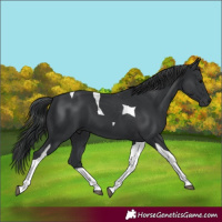 Horse Color:Black Tobiano