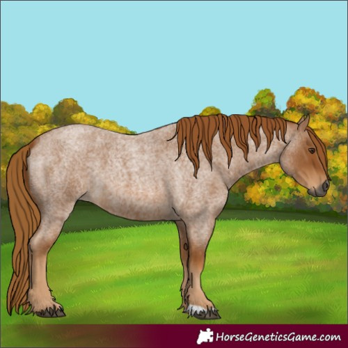 Horse Color:Gray Red Roan