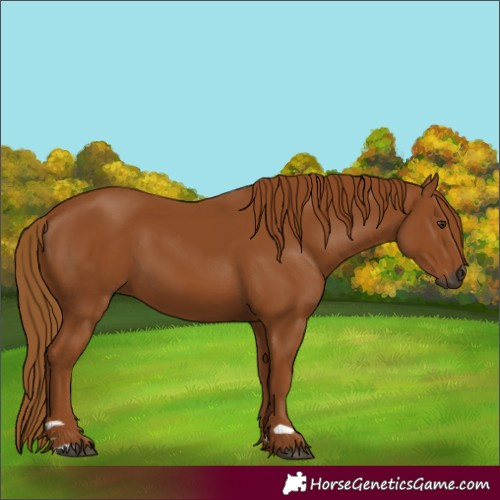 Horse Color:Gray Chestnut 
