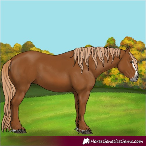 Horse Color:Gray Chestnut Splash