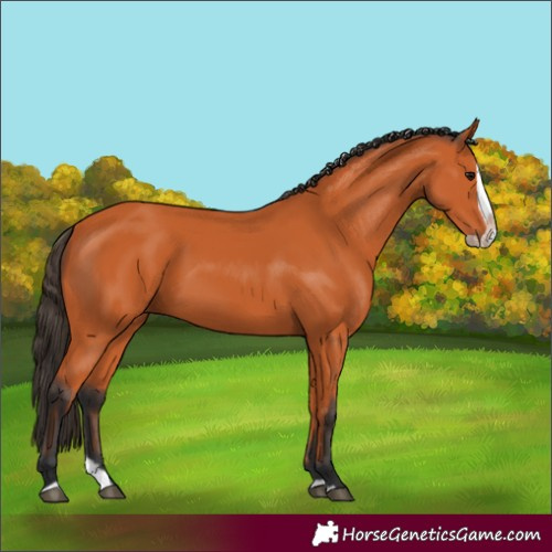 Horse Color:Bay Splash Frame 