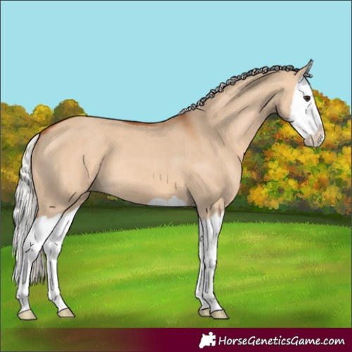 Horse Color:Silver Bay Dun Splash 