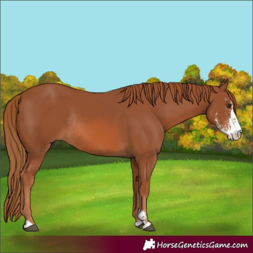 Horse Color:Chestnut Sabino Rabicano