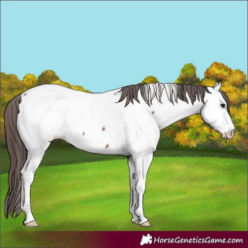 Horse Color:Bay Near Fewspot