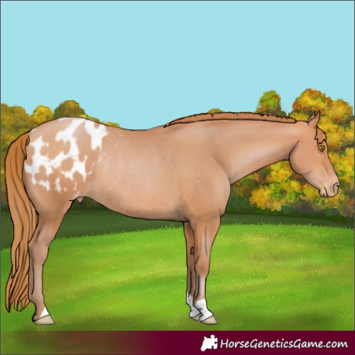 Horse Color:Bay Pearl Blanket Rabicano