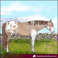 Horse Color:Red Dun Sabino Blanket Rabicano 
