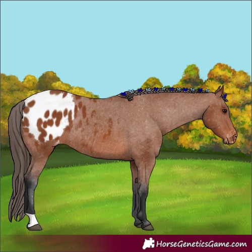Horse Color:Bay Appaloosa Rabicano 