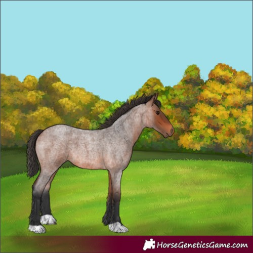 Horse Color:Bay Roan 