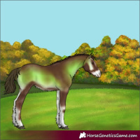 Horse Color:Red Onyx Sabino 