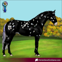Horse Color:Plaid  Liver Chestnut Ice Sabino 