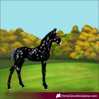 Horse Color:Plaid  Liver Chestnut Ice Sabino 