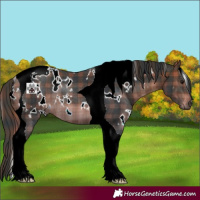 Horse Color:Plaid White Spotted Brown Tobiano Rabicano