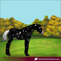 Horse Color:Gray Liver Chestnut Sabino Appaloosa 